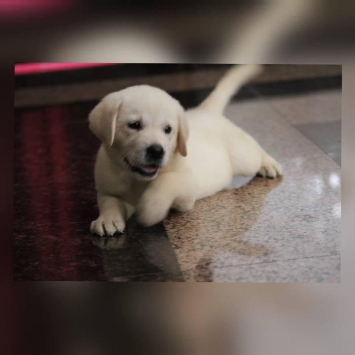 DogsIndia.com - Labrador Retriever - Apple Kennel