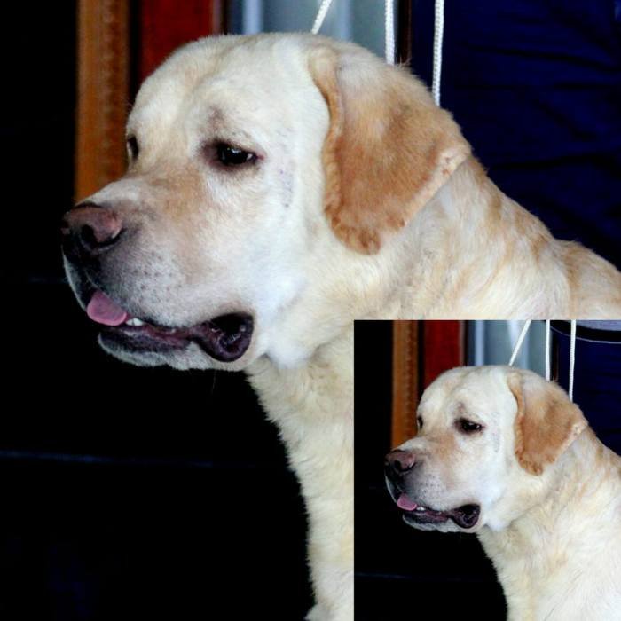 DogsIndia.com - Labrador Retriever - Apple Kennel