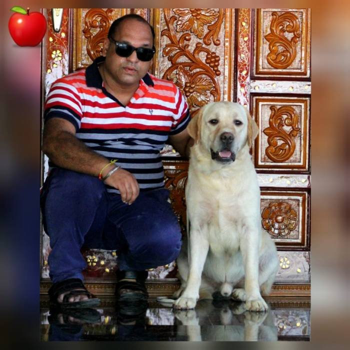 DogsIndia.com - Labrador Retriever - Apple Kennel