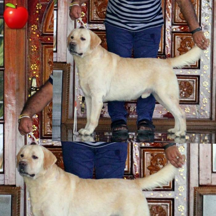 DogsIndia.com - Labrador Retriever - Apple Kennel