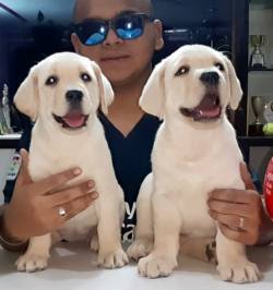DogsIndia.com - Labrador Retriever - Apple Kennel
