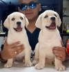 DogsIndia.com - Labrador Retriever - Apple Kennel