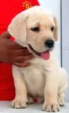 DogsIndia.com - Labrador Retriever - Apple Kennel