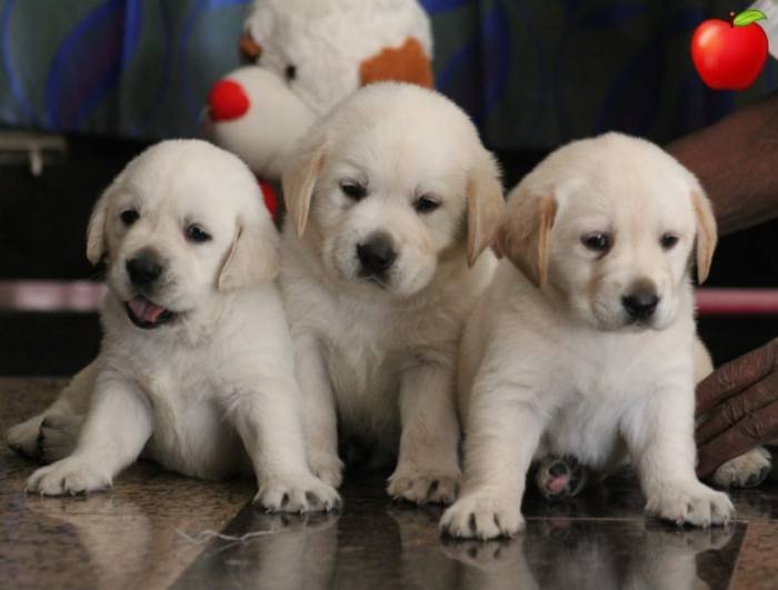 DogsIndia.com - Labrador Retriever - Apple Kennel