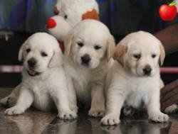 DogsIndia.com - Labrador Retriever - Apple Kennel