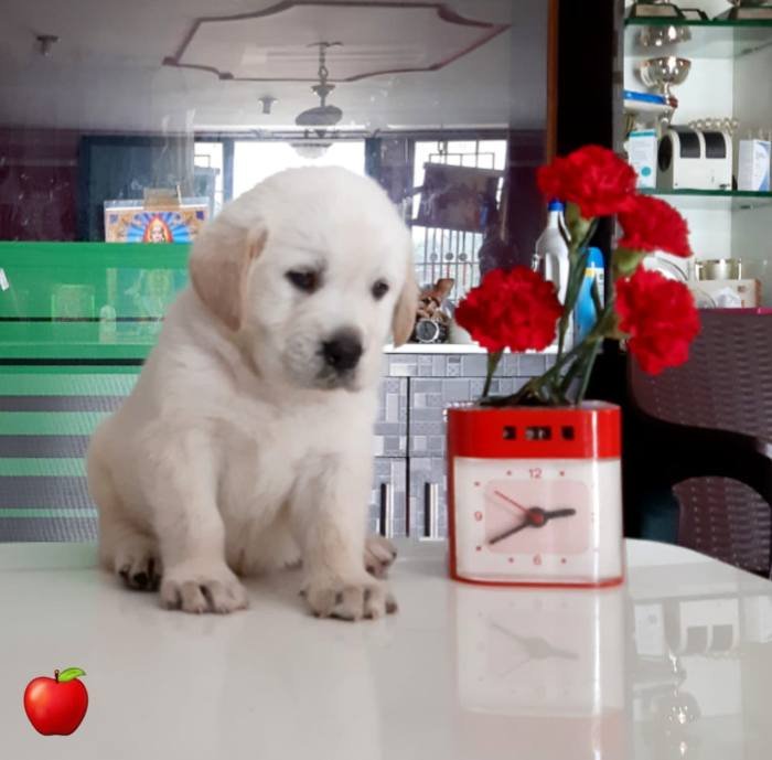 DogsIndia.com - Labrador Retriever - Apple Kennel