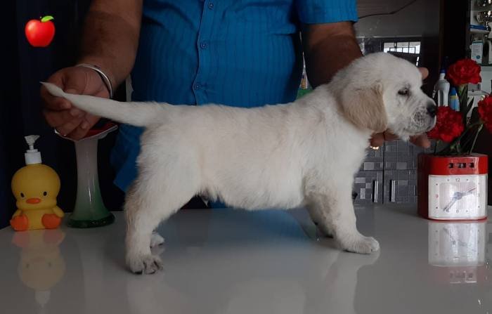 DogsIndia.com - Labrador Retriever - Apple Kennel