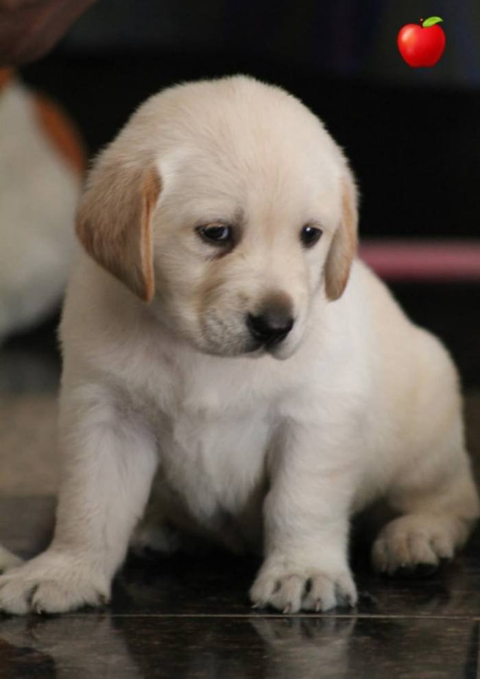 DogsIndia.com - Labrador Retriever - Apple Kennel