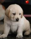 DogsIndia.com - Labrador Retriever - Apple Kennel