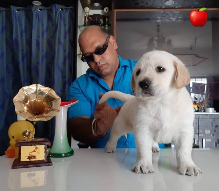 DogsIndia.com - Labrador Retriever - Apple Kennel
