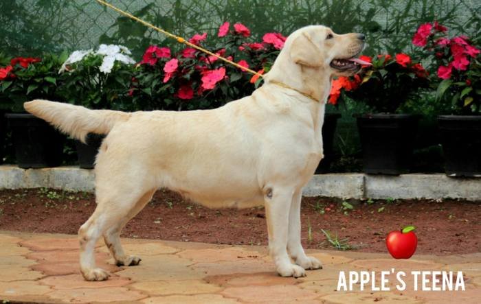 DogsIndia.com - Labrador Retriever - Apple Kennel
