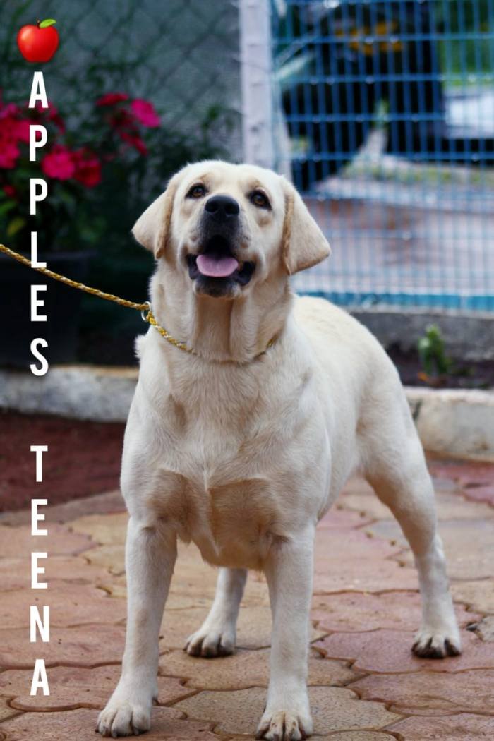 DogsIndia.com - Labrador Retriever - Apple Kennel