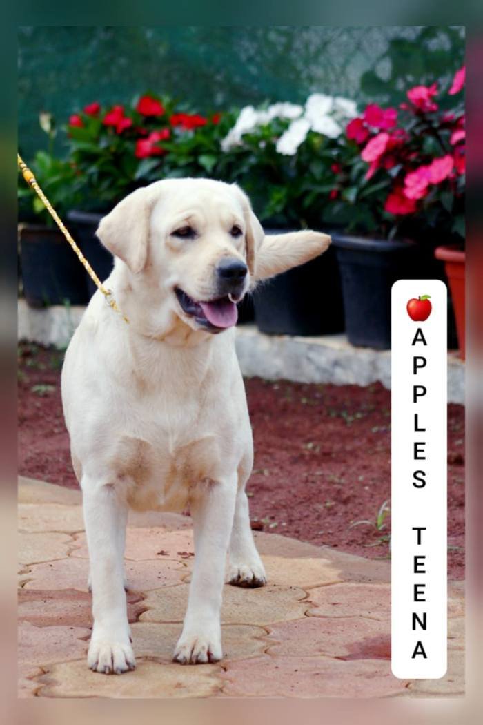 DogsIndia.com - Labrador Retriever - Apple Kennel