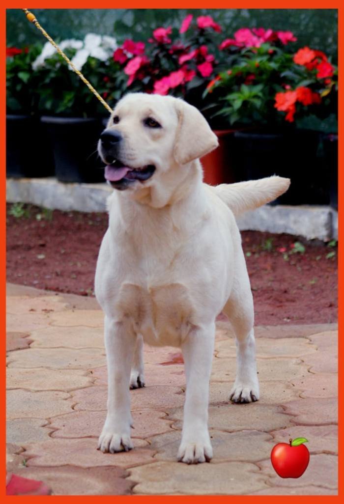 DogsIndia.com - Labrador Retriever - Apple Kennel