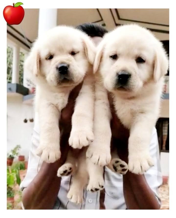 DogsIndia.com - Labrador Retriever - Apple Kennel