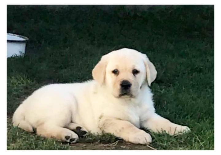 DogsIndia.com - Labrador Retriever - Apple Kennel