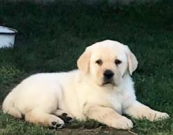 DogsIndia.com - Labrador Retriever - Apple Kennel