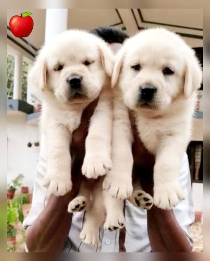 DogsIndia.com - Labrador Retriever - Apple Kennel