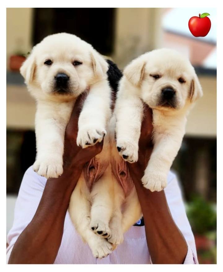 DogsIndia.com - Labrador Retriever - Apple Kennel