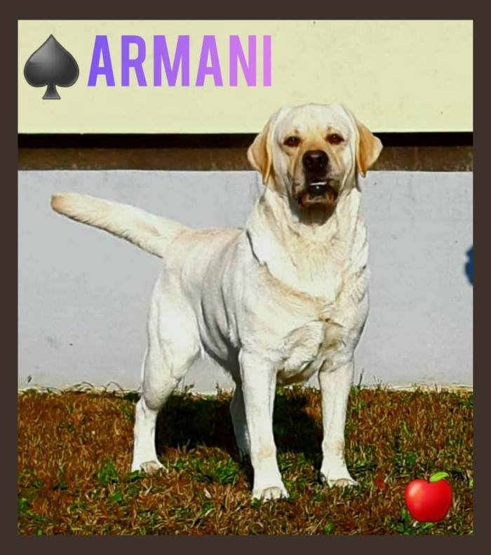 DogsIndia.com - Labrador Retriever - Apple Kennel