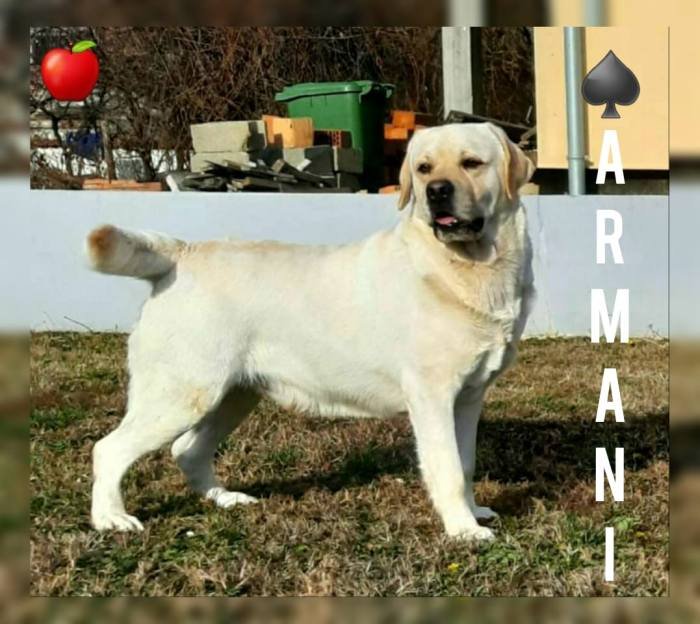 DogsIndia.com - Labrador Retriever - Apple Kennel