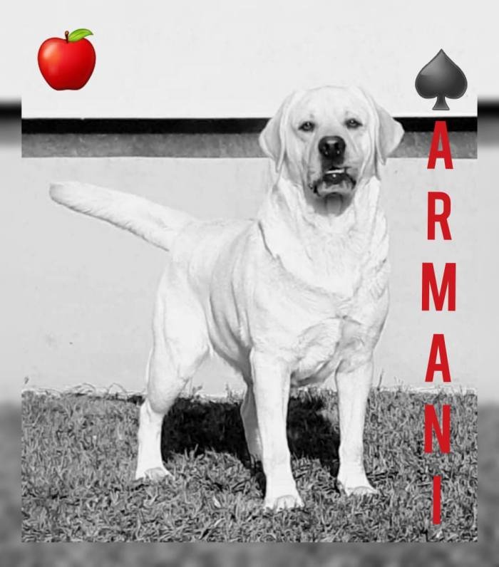 DogsIndia.com - Labrador Retriever - Apple Kennel