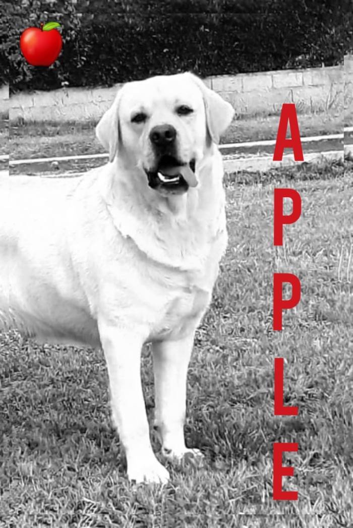 DogsIndia.com - Labrador Retriever - Apple Kennel
