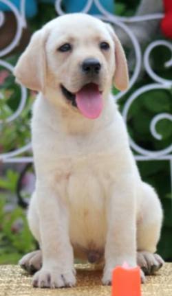 DogsIndia.com - Labrador Retriever - Apple Kennels - Karthikeyan