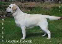DogsIndia.com - Labrador Retriever - Apple Kennels
