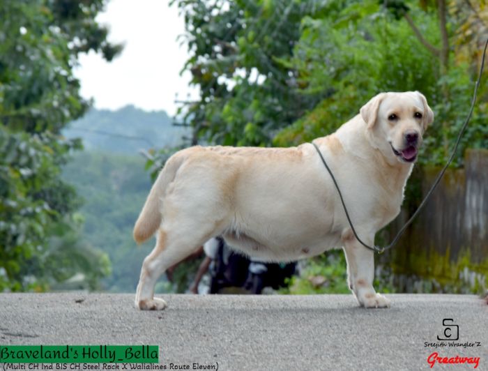 DogsIndia.com - Labrador Retriever - Apple Kennels - Karthikeyan