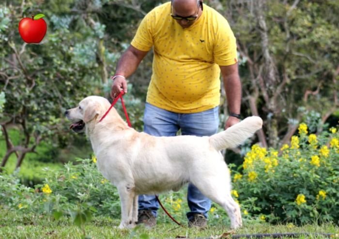 DogsIndia.com - Labrador Retriever - Apple Kennels - Karthikeyan