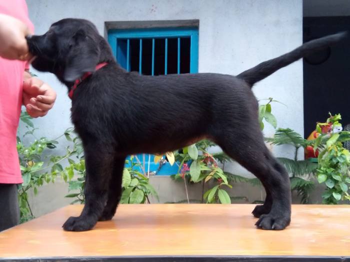 DogsIndia.com - Labrador Retriever - Dr.Atanu