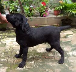 DogsIndia.com - Labrador Retriever - Dr.Atanu