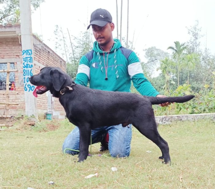 DogsIndia.com - Labrador Retriever - Dr.Atanu