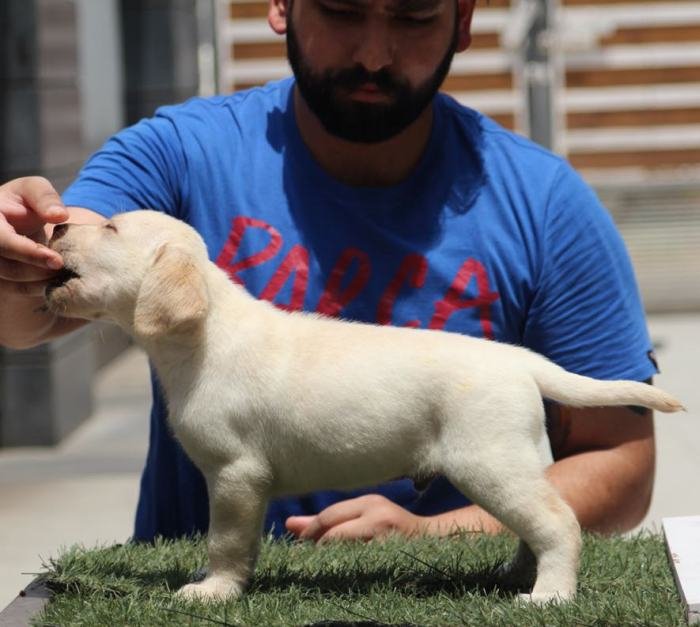 DogsIndia.com - Labrador Retriever - Impeccable Kennels - Balkaram