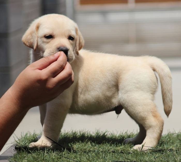 DogsIndia.com - Labrador Retriever - Impeccable Kennels - Balkaram