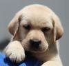 DogsIndia.com - Labrador Retriever - Impeccable Kennels - Balkaram