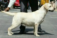 DogsIndia.com - Labrador Retriever - Balken Kennels