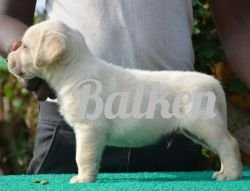 DogsIndia.com - Labrador Retriever - Balken Kennels