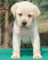 DogsIndia.com - Labrador Retriever - Balken Kennels