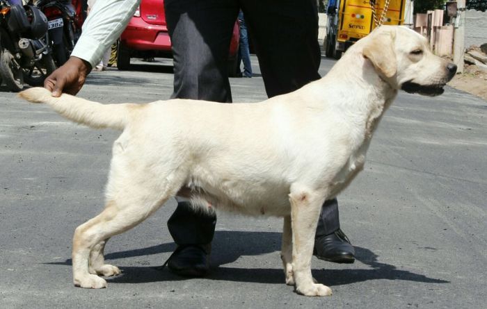 DogsIndia.com  Labrador Retriever  Balken Kennels