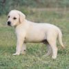 DogsIndia.com  Labrador Retriever  Balken Kennels