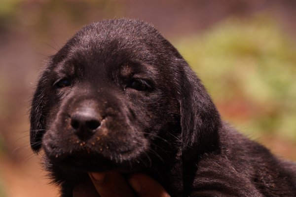 DogsIndia.com - Labrador Retriever - Barking House Kennel - Vincent