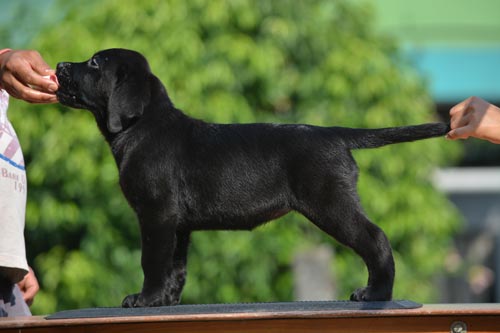 DogsIndia.com - Labrador