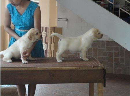 45 days best sale labrador puppy