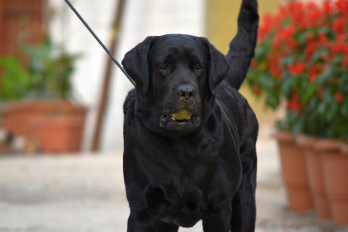 DogsIndia.com - Labrador Retriever - Bessies Kennel