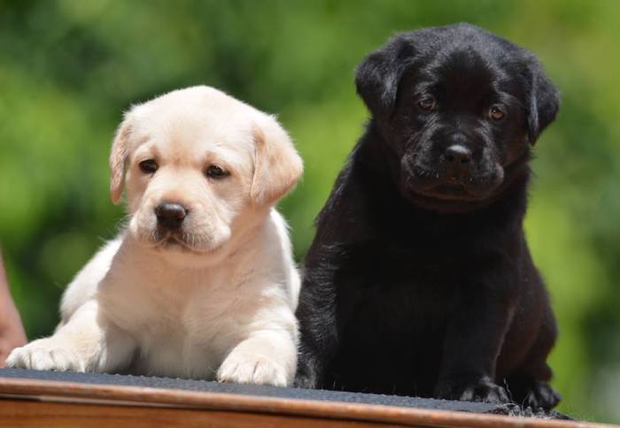 DogsIndia.com - Labrador Retriever - Bessies Kennel