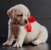 DogsIndia.com - Labrador Retriever - Magic Wolves - Brijesh
