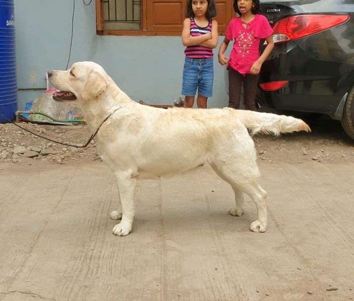 DogsIndia.com - Labrador Retriever - Rangehill Labradors - Brijesh