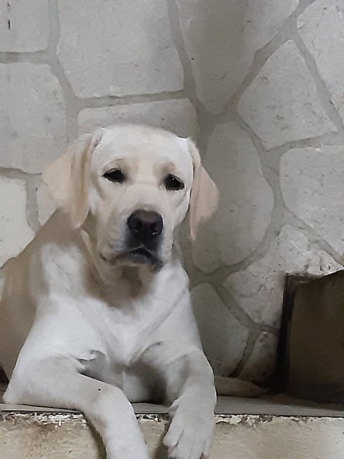 DogsIndia.com - Labrador Retriever - Rangehill Labradors - Brijesh